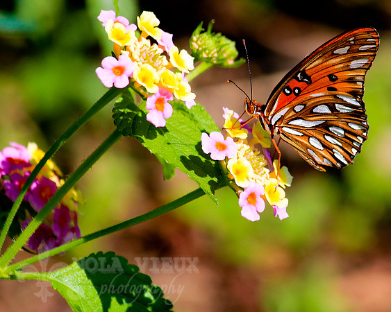 October Butterfly 2