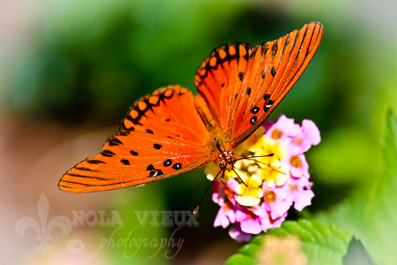 October Butterfly