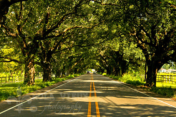 Pecan Grove - Drive