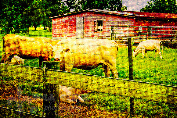 Pecan Grove - Cows