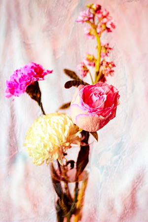 Rose Pink